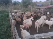 Oi și capre de vânzare!!!