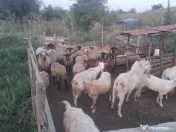 Oi și capre de vânzare!!! 