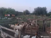 Oi și capre de vânzare!!! 