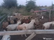 Oi și capre de vânzare!!! 