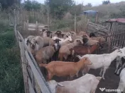 Oi și capre de vânzare!!! 