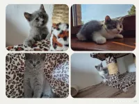 British shorthair 