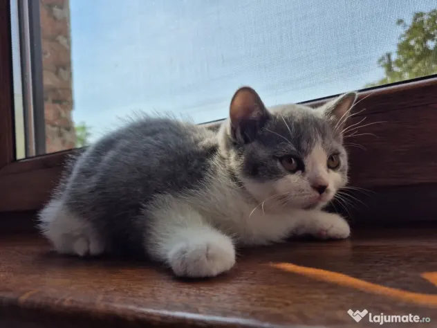 British shorthair