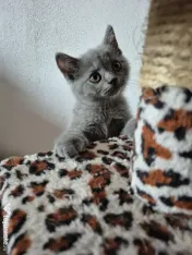 British shorthair 
