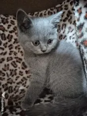 British shorthair 