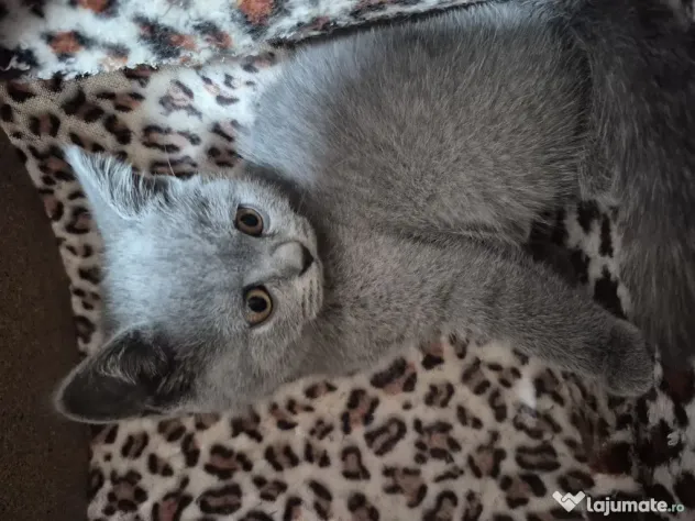 British shorthair