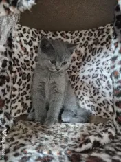 British shorthair 