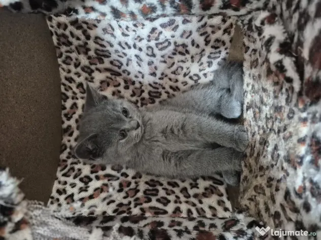 British shorthair