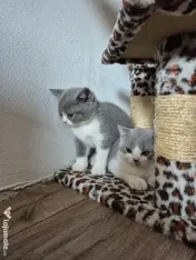 British shorthair 
