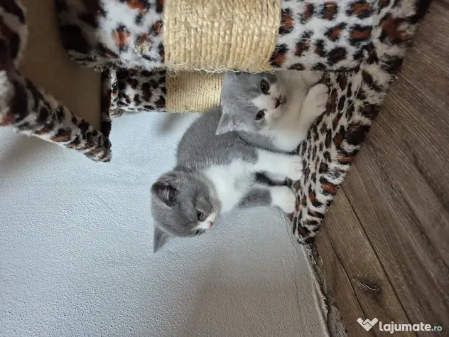 British shorthair