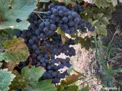 Vând urgent struguri MERLOT ,aproximativ 800kg ! Preț kg 2 lei! 