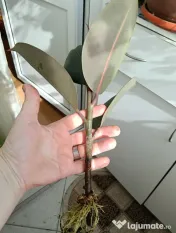Plante de apartament