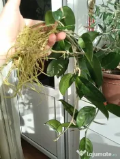Plante de apartament