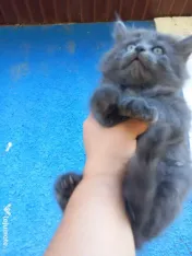 British longhair 