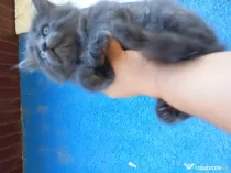 British longhair