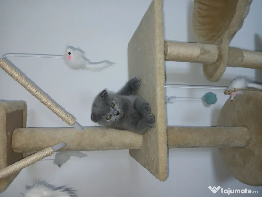 Pisic British/ Scottish fold