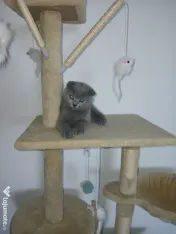 Pisic British/Scottish fold 