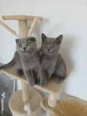 Pisic British/Scottish fold 