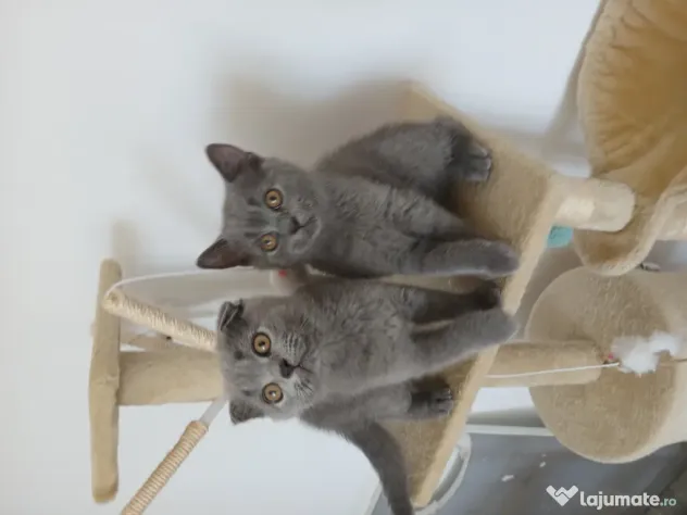 Pisic British/ Scottish fold