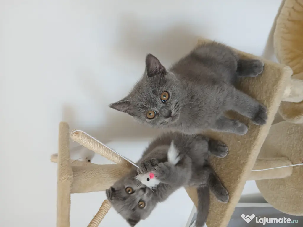 Pisic British/ Scottish fold