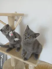 Pisic British/Scottish fold 