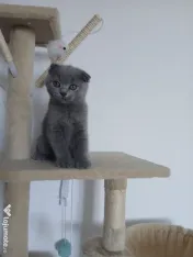 Pisic British/Scottish fold 