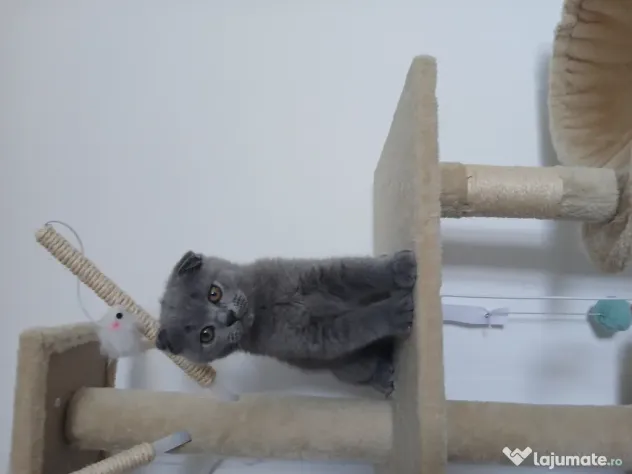 Pisic British/ Scottish fold