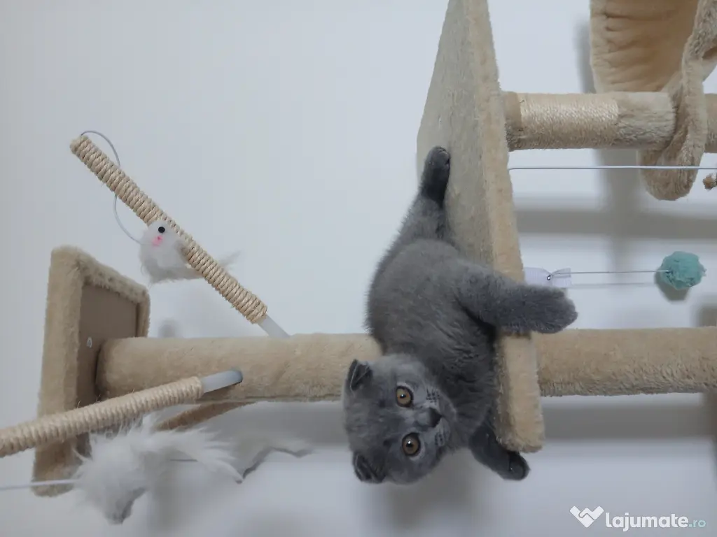Pisic British/ Scottish fold