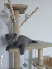 Pisic British/Scottish fold 