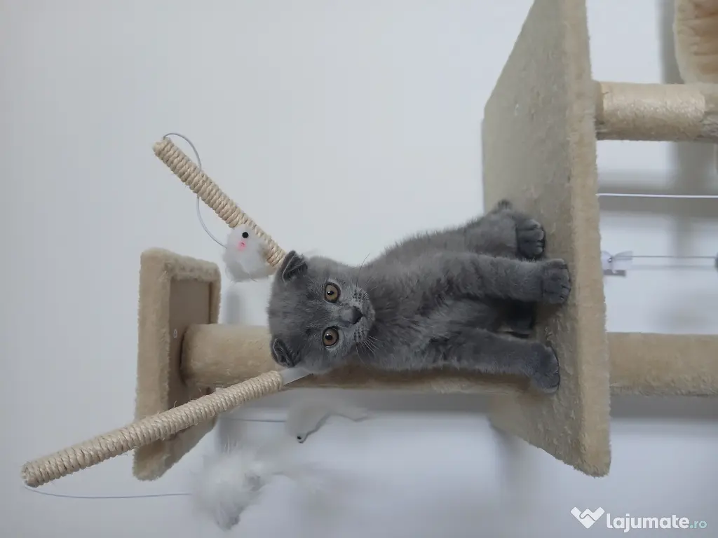 Pisic British/ Scottish fold
