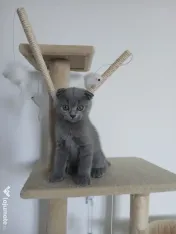 Pisic British/Scottish fold 