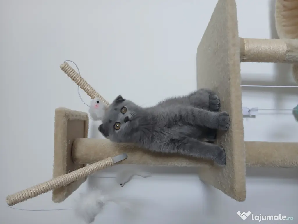 Pisic British/ Scottish fold