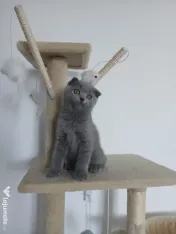 Pisic British/Scottish fold 