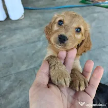 8 Pui extra dulci de Cocker Spaniel
