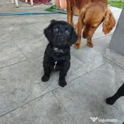 8 Pui extra dulci de Cocker Spaniel 