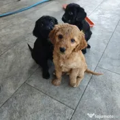 8 Pui extra dulci de Cocker Spaniel 