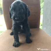 8 Pui extra dulci de Cocker Spaniel 