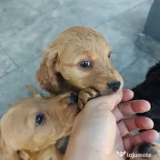 8 Pui extra dulci de Cocker Spaniel 