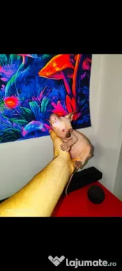 Sphynx Sfinx Sphinx 