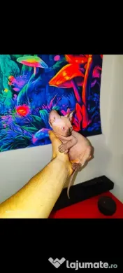 Sphynx Sfinx Sphinx 