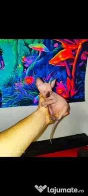 Sphynx Sfinx Sphinx 