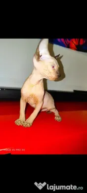 Sphynx Sfinx Sphinx 