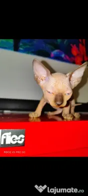 Sphynx Sfinx Sphinx 