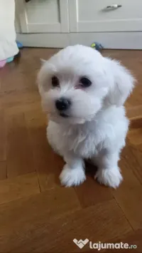 Vând pui bichon maltez
