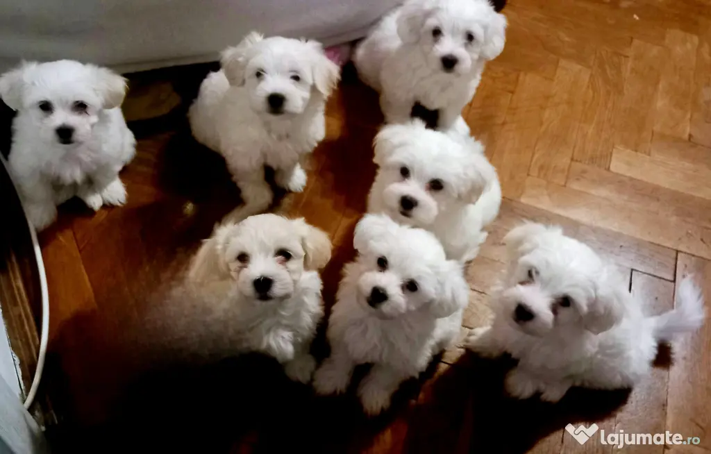 Vând pui bichon maltez