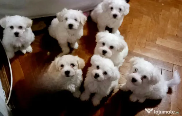 Vând pui bichon maltez