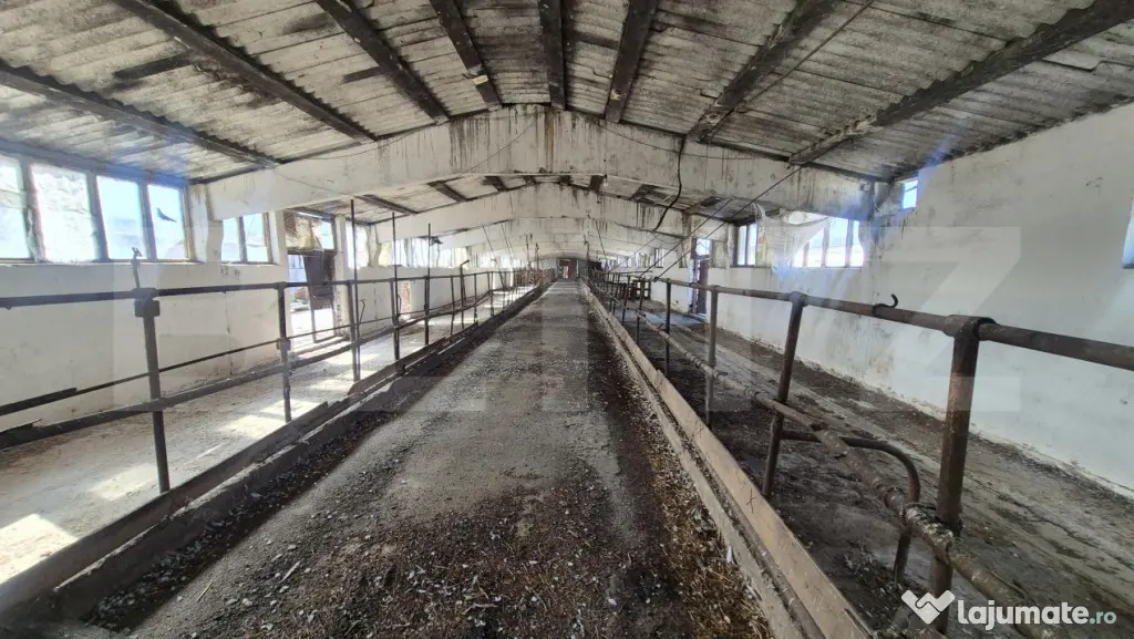 Ferma de bovine de inchiriat, 1800 mp, Lazuri - Lazuri (Satu-Mare)