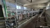 Ferma de bovine de inchiriat, 1800 mp, Lazuri 