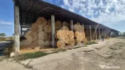 Ferma de bovine de inchiriat, 1800 mp, Lazuri 