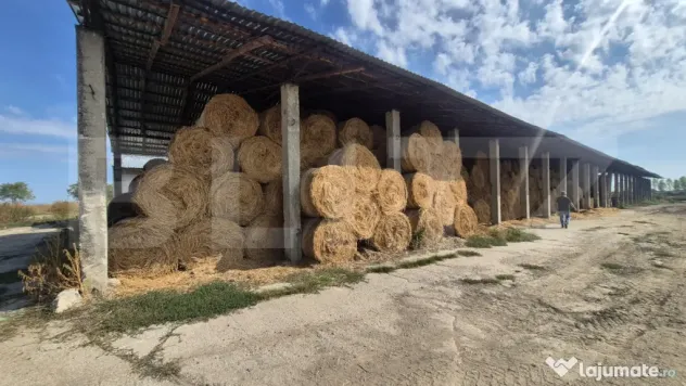 Ferma de bovine de inchiriat, 1800 mp, Lazuri - Lazuri (Satu-Mare)